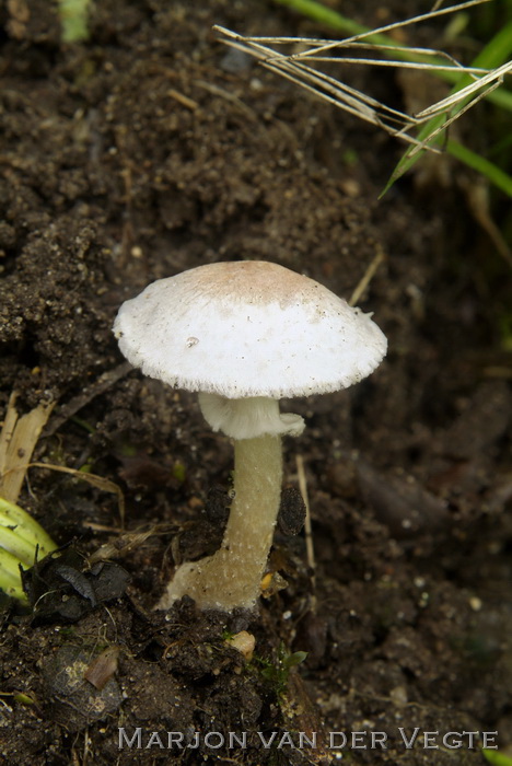 Kleine champignon - Agaricus comtulus